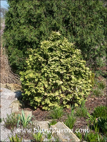 Variegated Silver Crested Arborvitae
